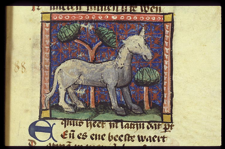 Equus (horse)