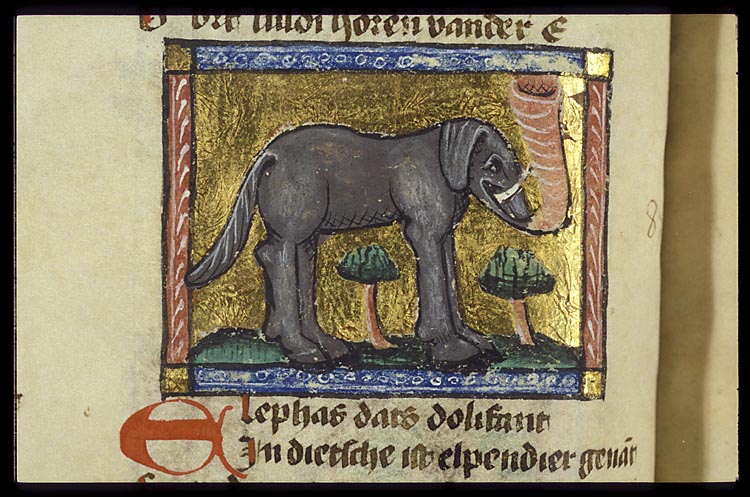 Elephas (elephant)