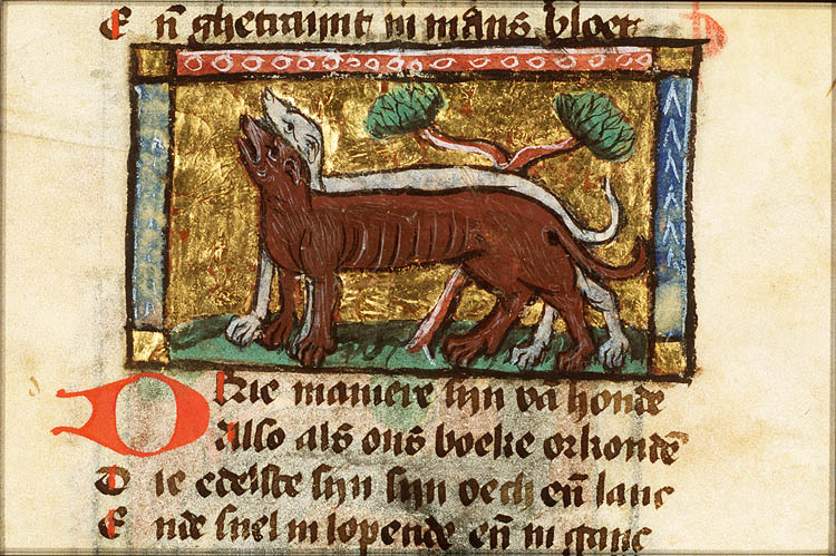 Canis (dog)