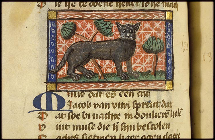 Mysio (cat)