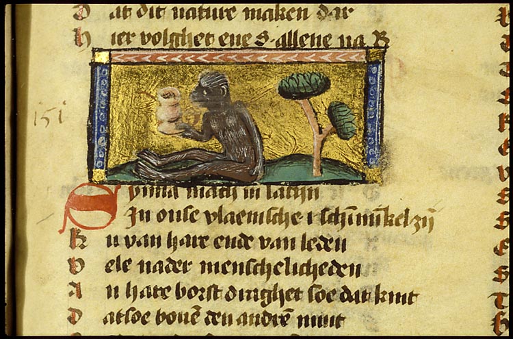 Symea (monkey)