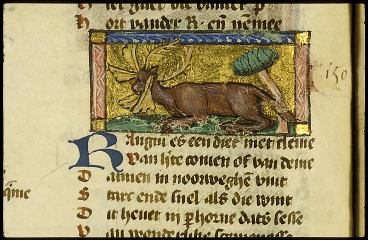 Rangium (kind of deer)