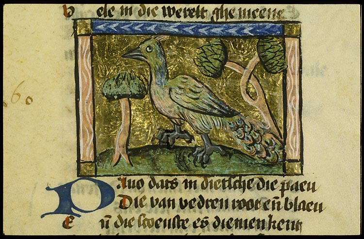 Pavo (peacock)