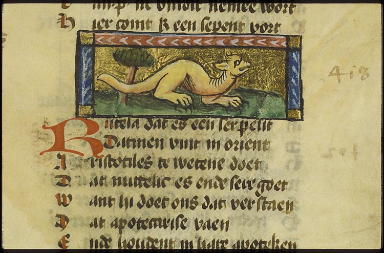Rucela (kind of snake)