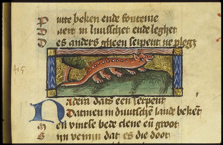 Nadera (kind of snake)