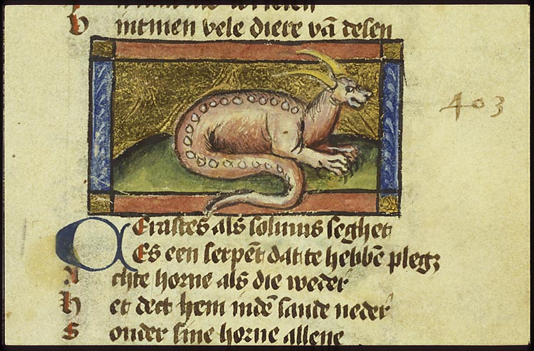 Carastes (kind of snake)