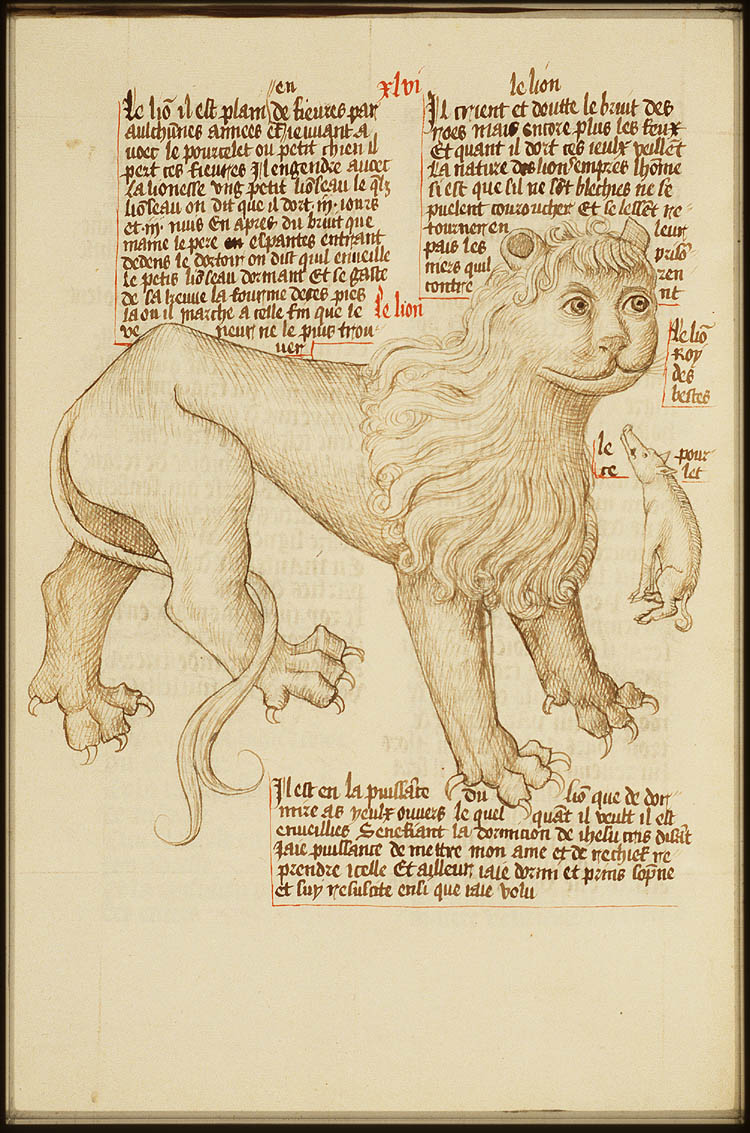 Lion