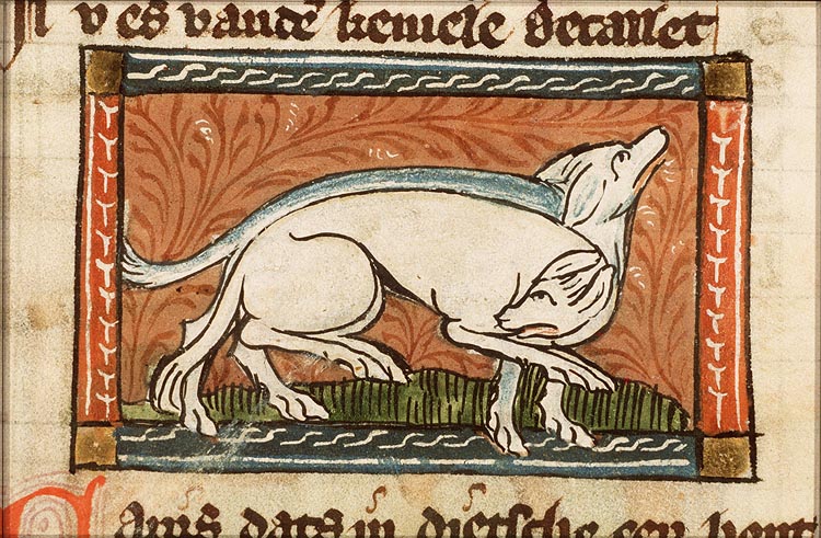 Canis (dog)