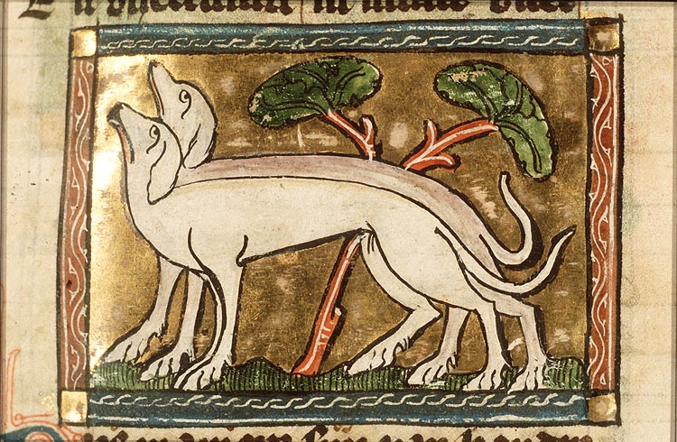 Canis (dog)