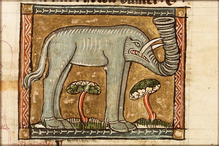 Elephas (elephant)