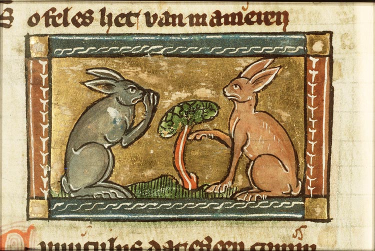 Cuniculus (rabbit)