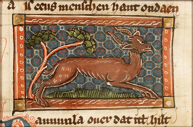Dammula (fallow-deer)