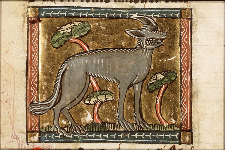 Molosus (dog)