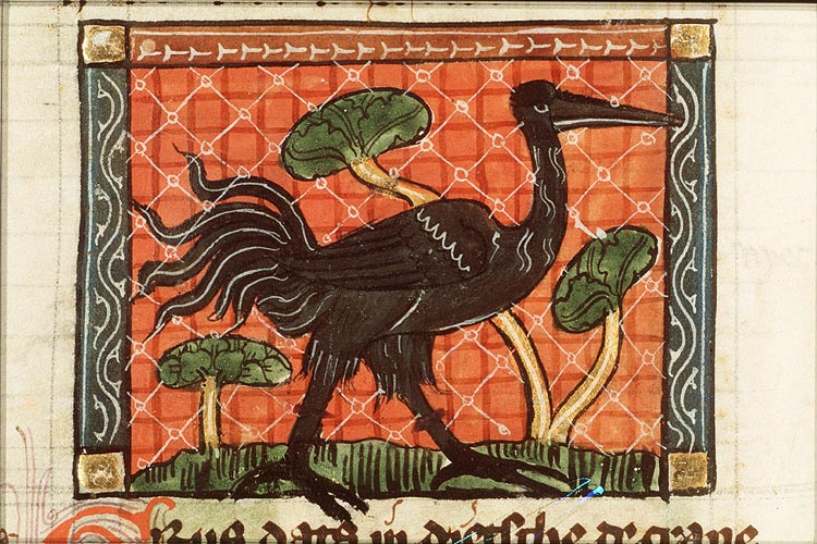 Grus (crane)