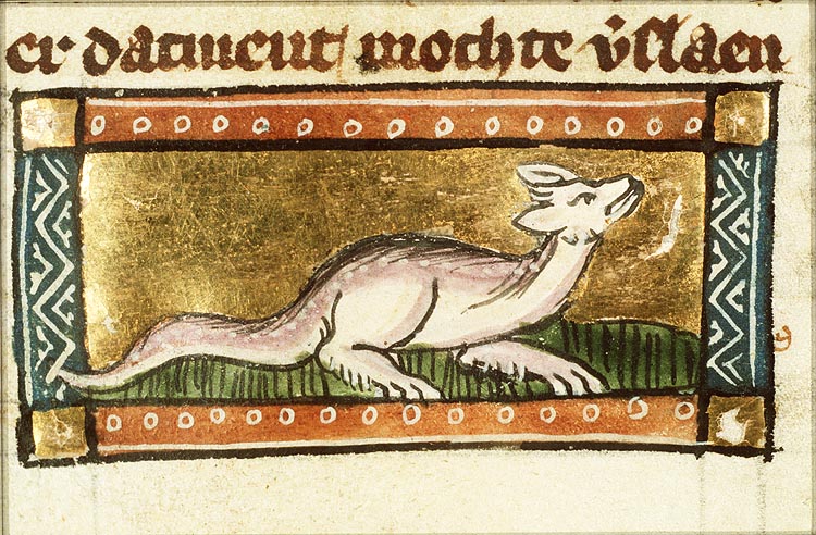 Berus (kind of snake)