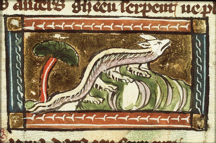 Nadera (kind of snake)