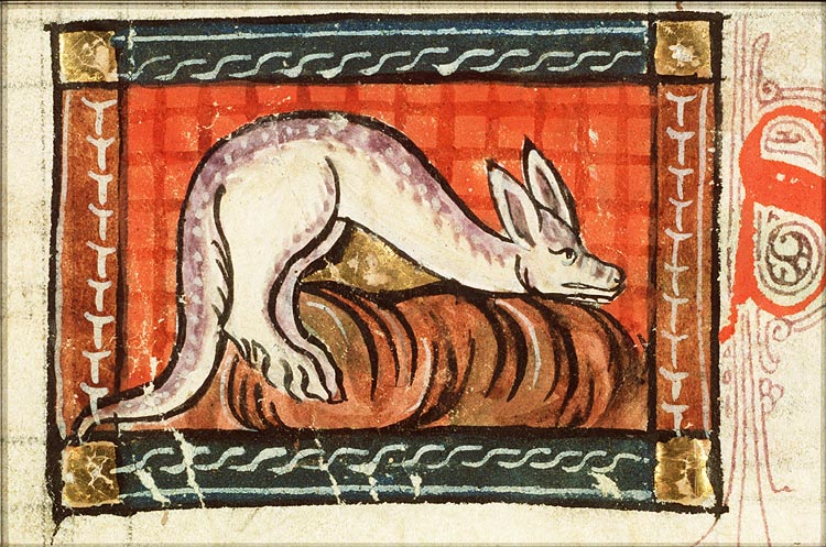 Situla (kind of snake)
