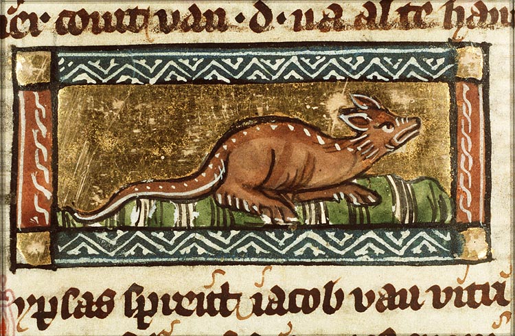 Dipsas (kind of snake)