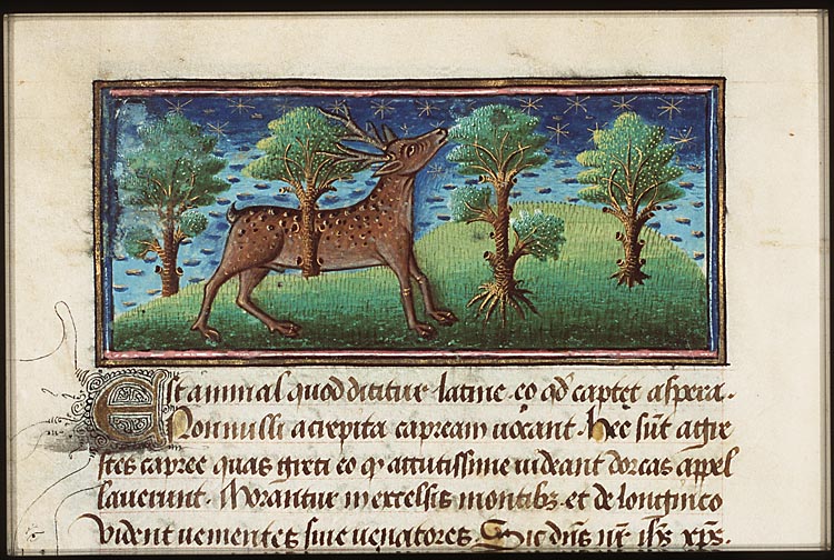Caprea (roe-deer?)