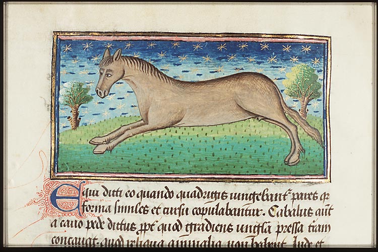 Equus (horse)
