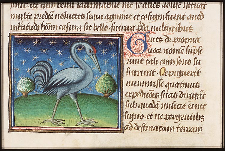 Grus (crane)