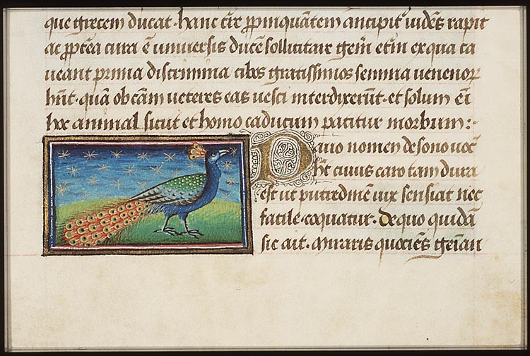 Pavo (peacock)