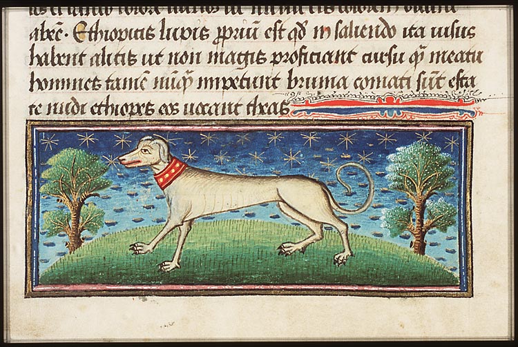 Canis (dog)