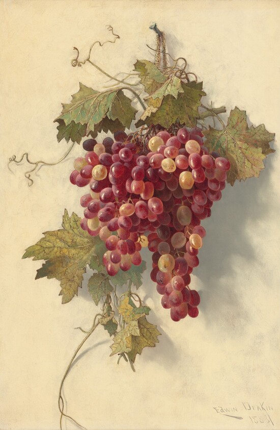 Grapes Against White Wall