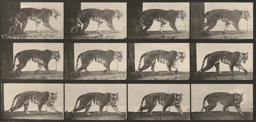 Plate Number 729. Tigress walking