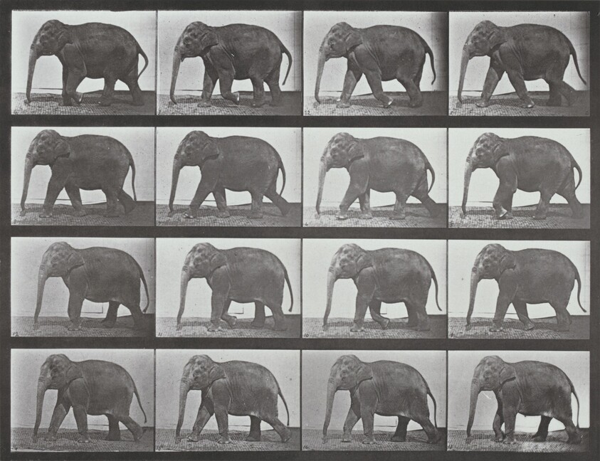Plate Number 732. Elephant walking