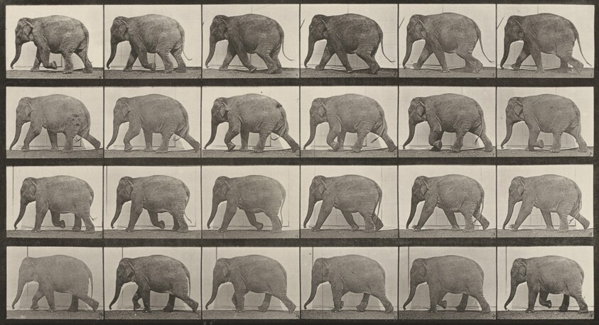Plate Number 733. Elephant walking