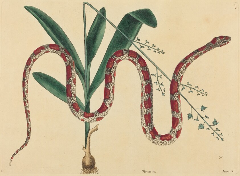 snake