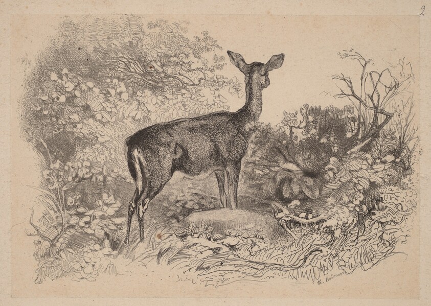 Une biche