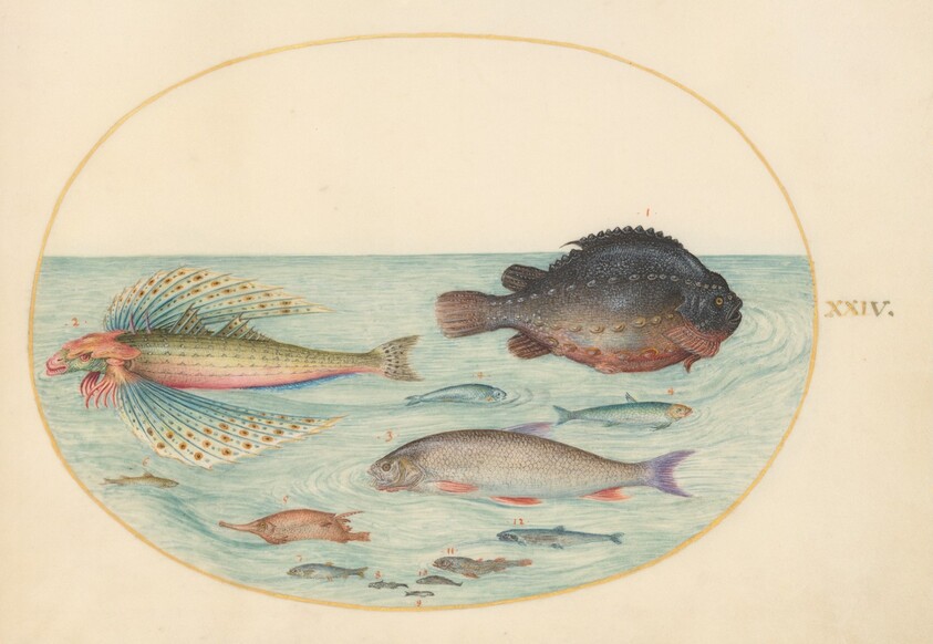Plate 24: Flying Swallow Gurnard, Male Lumpsucker, Longspine Snipefish, and Other Fish