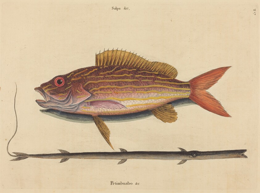 The Lane-snapper (Sparus synagris)