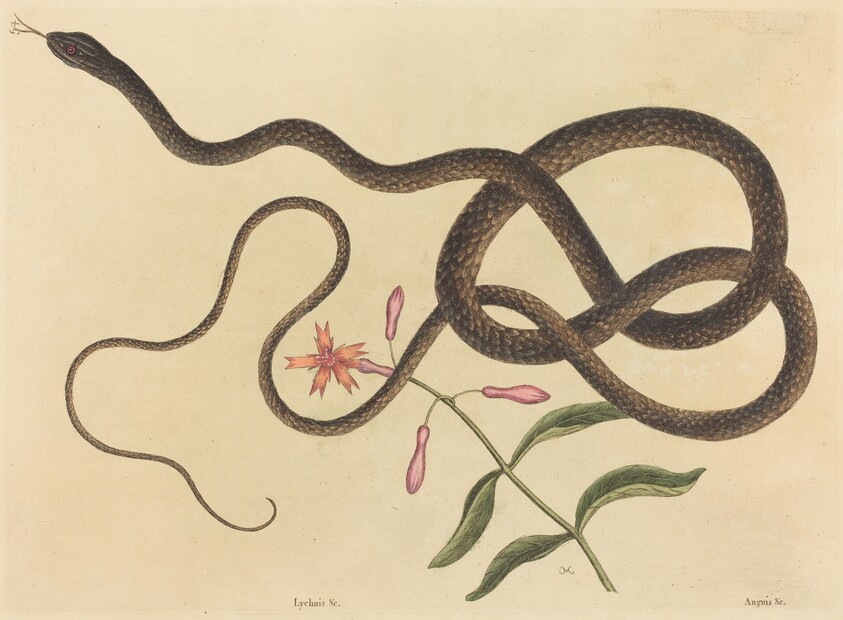 The Coach-whip Snake (Coluber flagellum)
