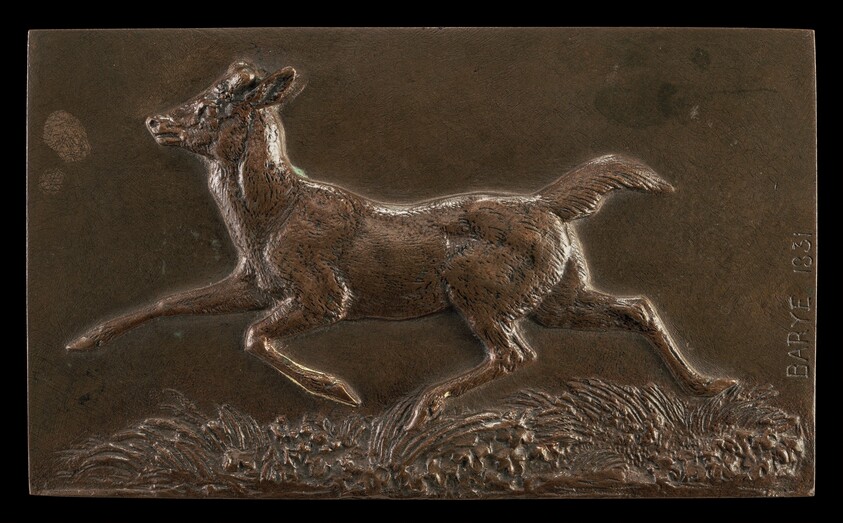Virginia Deer