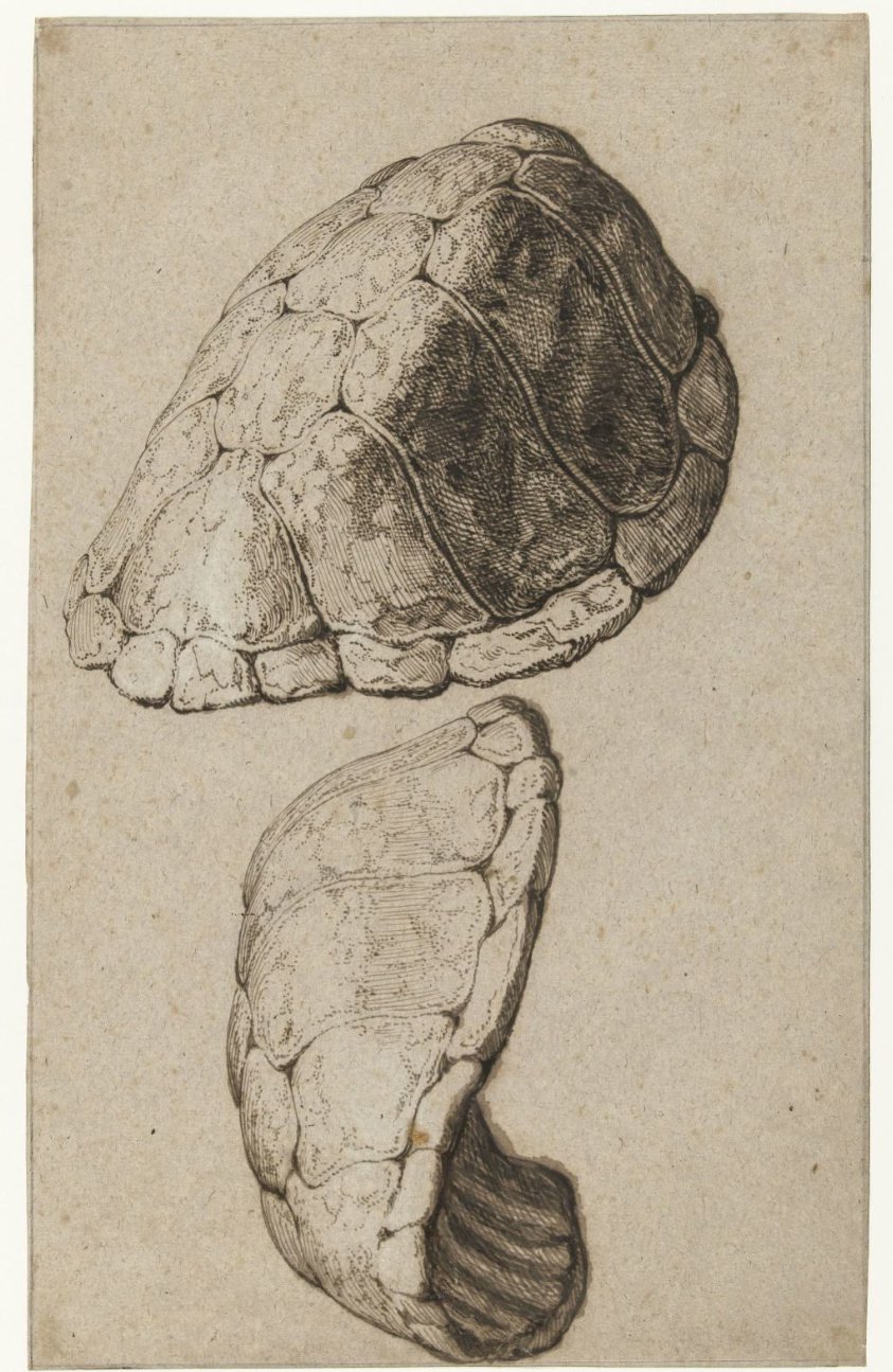 Study of a shell of a tortoise