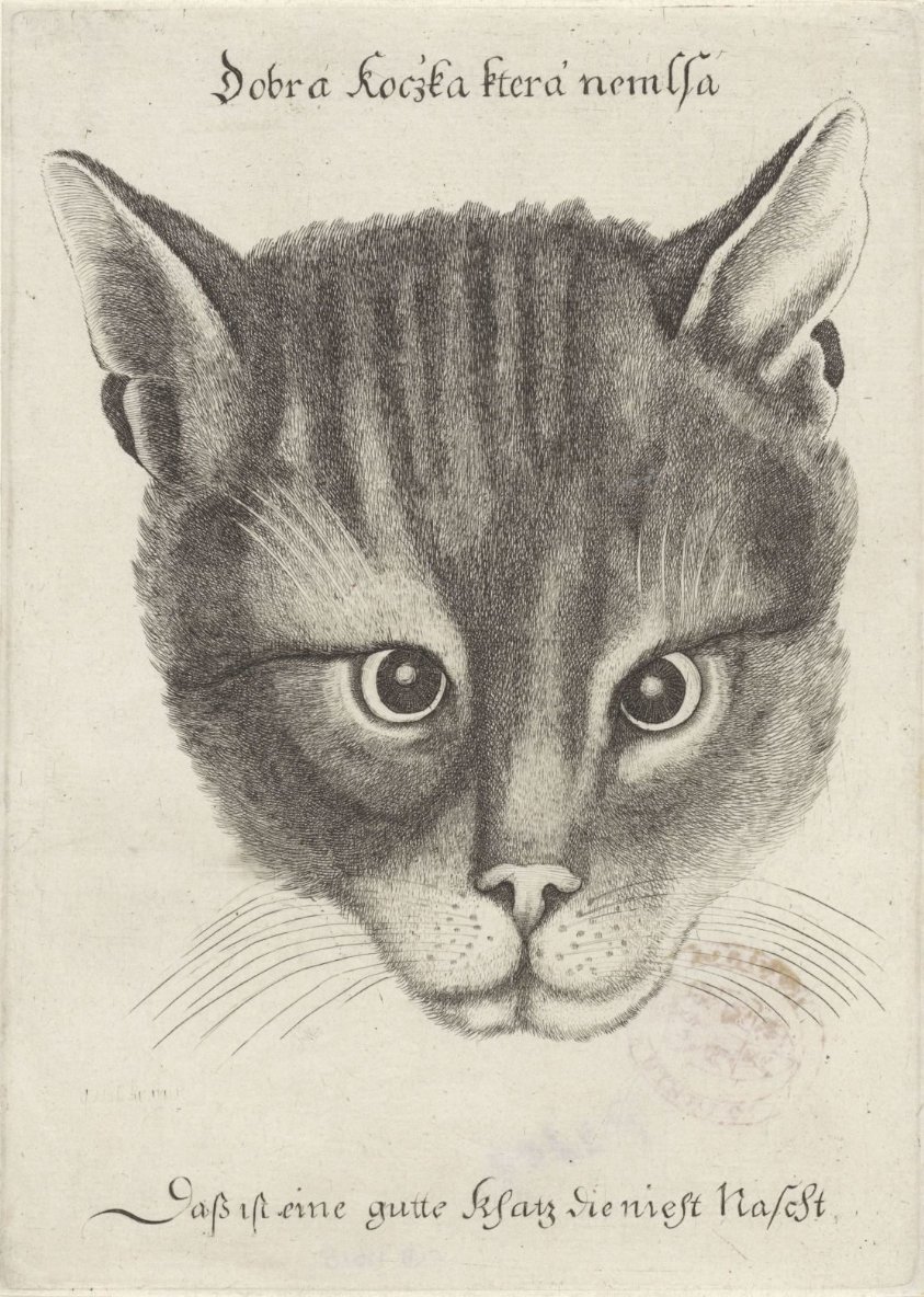 cat
