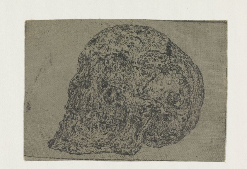 A Skull