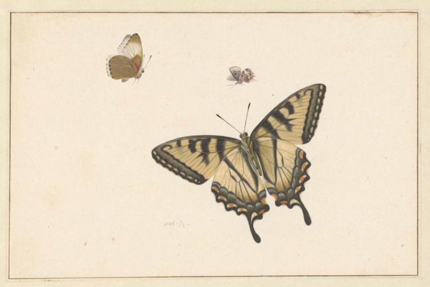 Three Butterflies
