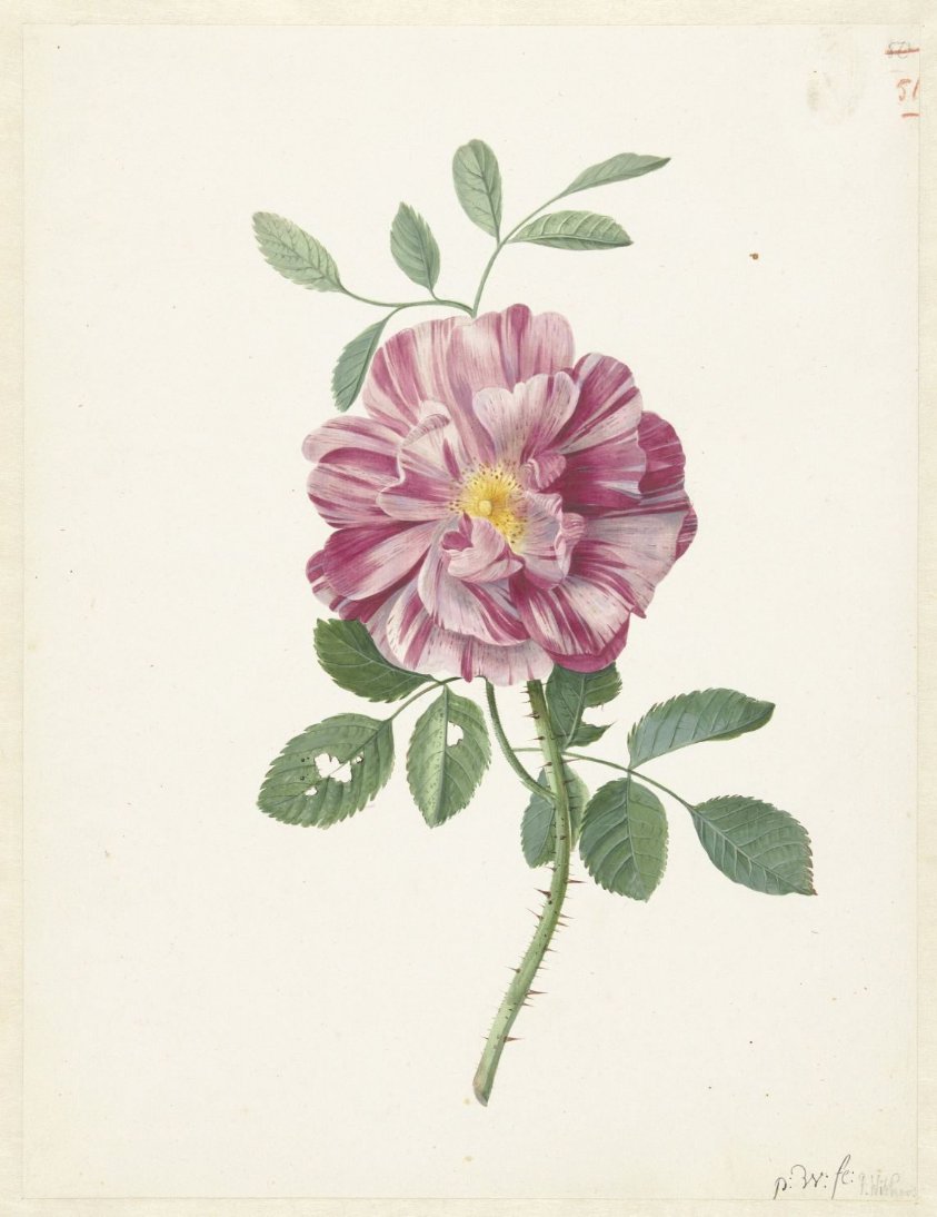 Gallic Rose (Rosa gallica  L. ‘Versicolor’)