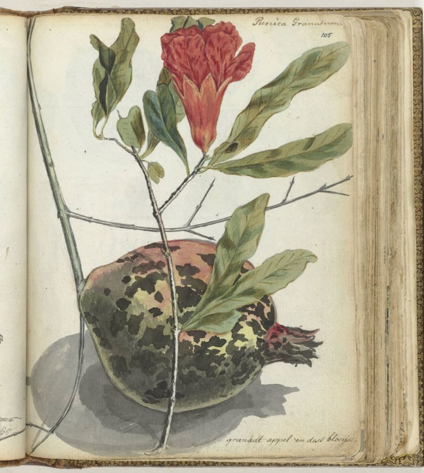 Pomegranate