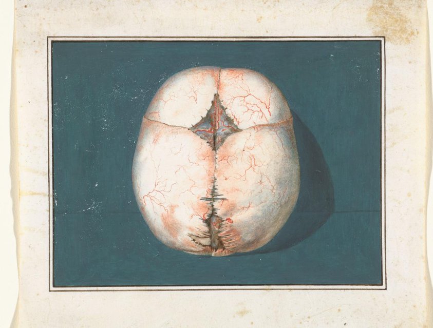 Top View of a Child’s Fontanel