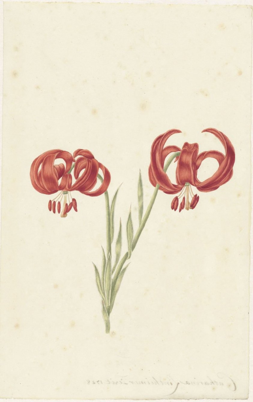 Red Lily