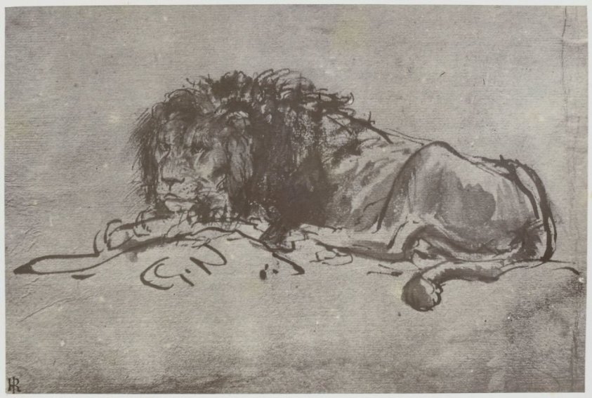 Rembrandt, A Lion