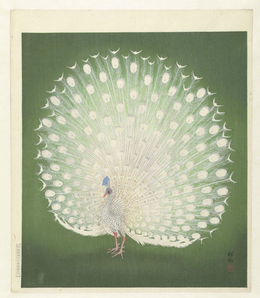 Peacock