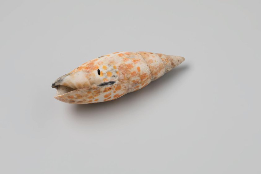 Mitra shell from the wreck of the Dutch East India ship Witte Leeuw