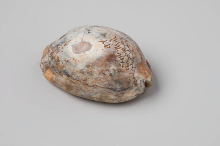 Cypraea arabica shell from the wreck of the Dutch East India ship Witte Leeuw