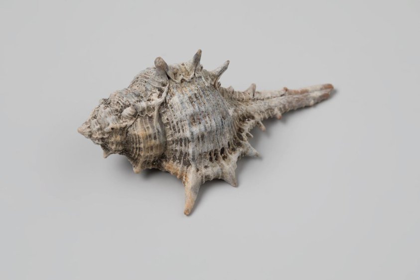 Murex ternispina shell from the wreck of the Dutch East India ship Witte Leeuw